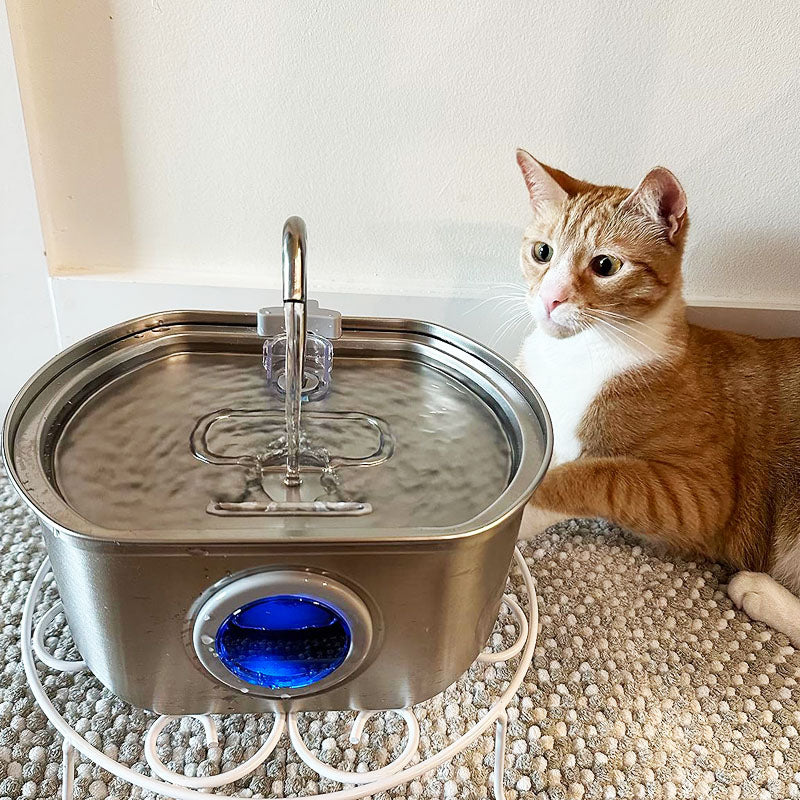 The First 30 Days With Your Kitten: A Complete Kitten Care Guide