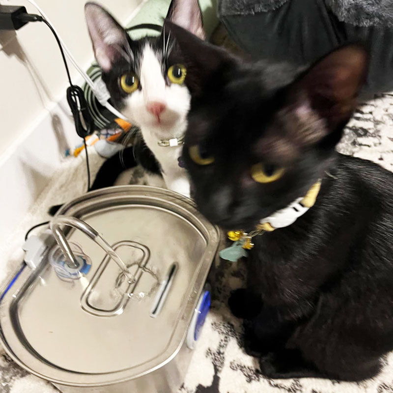 How to Keep Your Pet’s Drinking Area Clean and Hygienic