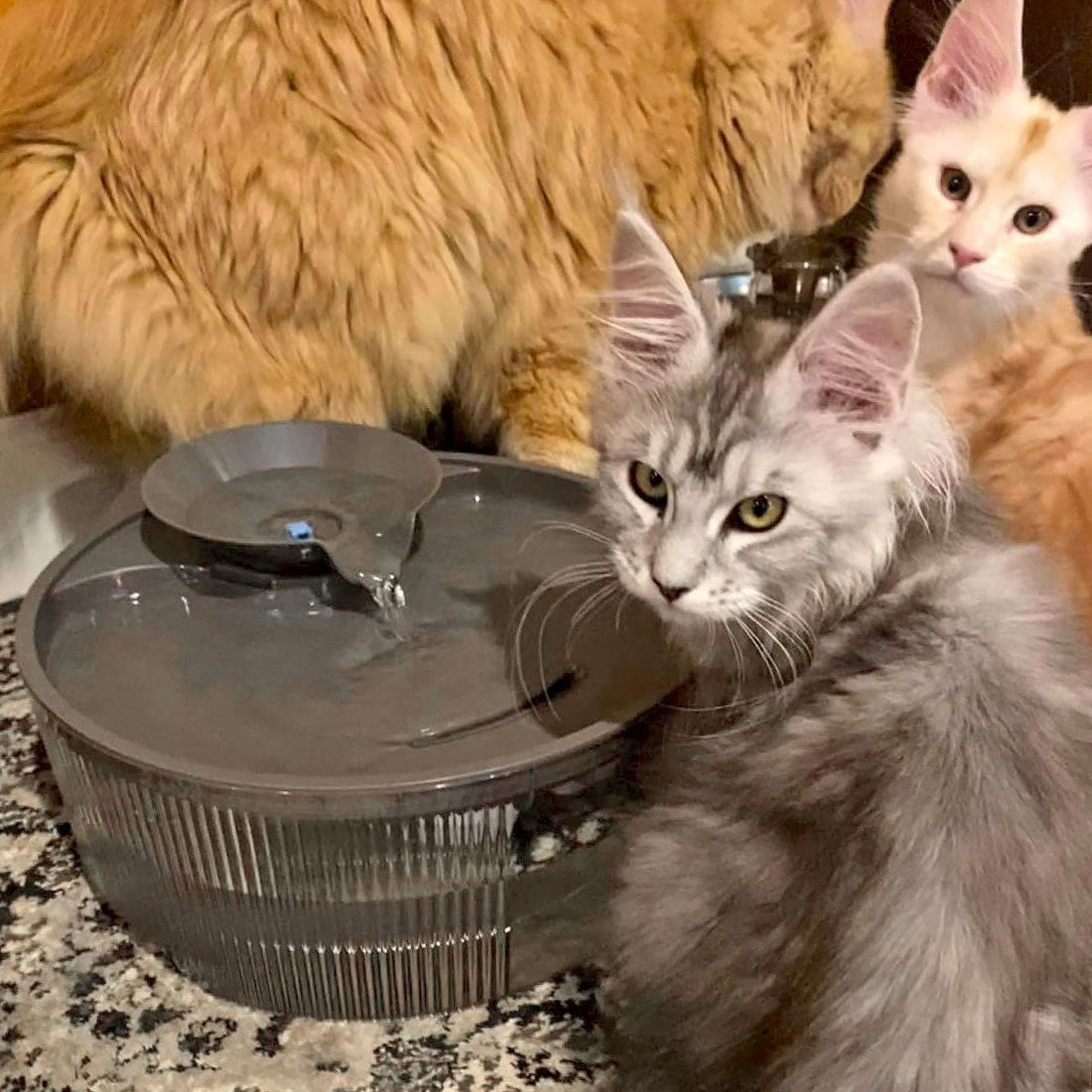 Subtle Signs of Pet Dehydration Every Pet Parent Should Watch For